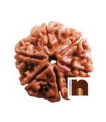  Natural 6 Mukhi Rudraksha Nepali Bead (Lab Certified) (1 Pc)