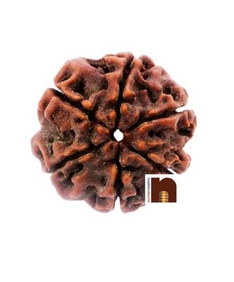  Natural 6 Mukhi Rudraksha Nepali Bead (Lab Certified) (1 Pc) 2