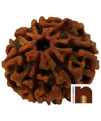 7 Mukhi Round Bead Nepali Rudraksha with Lab Certificate (Brown) (1 Pc) 1