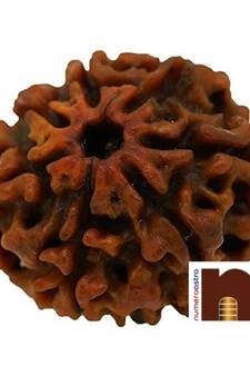 7 Mukhi Round Bead Nepali Rudraksha with Lab Certificate (Brown) (1 Pc)