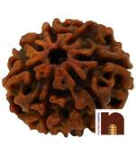 7 Mukhi Round Bead Nepali Rudraksha with Lab Certificate (Brown) (1 Pc)