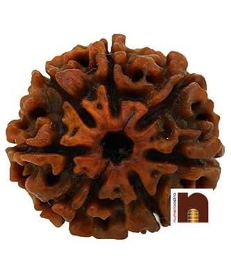 7 Mukhi Round Bead Nepali Rudraksha with Lab Certificate (Brown) (1 Pc) 2