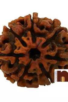 7 Mukhi Round Bead Nepali Rudraksha with Lab Certificate (Brown) (1 Pc)