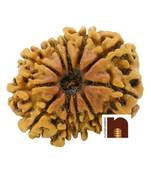 11 Mukhi | Eleven Face Nepali Rudraksha With Lab Certificate (1 Pc)
