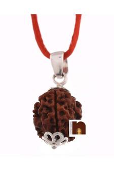 3 Mukhi Rudraksha | Three Faced Rudraksha Pendant With Lab Certificate (White Metal Pendant) (1 Pc)