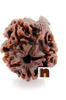 4 Mukhi Ganesh Rudraksha Bead (Lab Certified) (01 Pc)