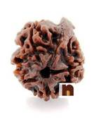 4 face ganesh rudraksha bead by numeroastro - certified religious accessory