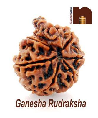 Ganesha Mukhi Rudraksha Bead | 7 Mukhi | Seven Face (Nepali Bead) (Lab Certified) (01 Pc) 1