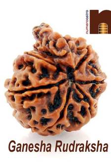 Ganesha Mukhi Rudraksha Bead | 7 Mukhi | Seven Face (Nepali Bead) (Lab Certified) (01 Pc)