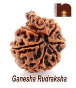 Ganesha Mukhi Rudraksha Bead | 7 Mukhi | Seven Face (Nepali Bead) (Lab Certified) (01 Pc)