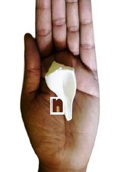  Original Dakshinavarti Shankh for Puja (3 Cms Approx) (Small) (1 Pc)