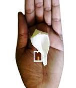  Original Dakshinavarti Shankh for Puja (3 Cms Approx) (Small) (1 Pc)