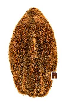 Laghu Dariyai Nariyal For Puja (8 cm) (1 Pc)