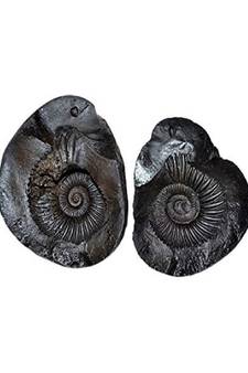 Shri Laxmi Narayan Shaligram Stone | Shila (AAA Quality) from Gandaki River Nepal (1 Set)