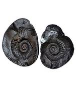 Shri Laxmi Narayan Shaligram Stone | Shila (AAA Quality) from Gandaki River Nepal (1 Set)