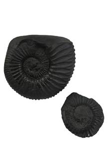 Shaligram Stone | Shila (Laxmi Narayan Ji) (AAA Quality) from Gandaki River Nepal (1 Set)