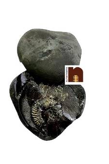  Original Shaligram Stone | Shila (Laxmi Narayan Ji) from Gandaki River Nepal (AAA Quality) (1 Set)
