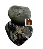  Original Shaligram Stone | Shila (Laxmi Narayan Ji) from Gandaki River Nepal (AAA Quality) (1 Set)