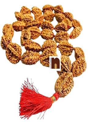 2 Mukhi Rudraksha Beads Kantha Mala (Big Beads) (33+1) 34 Beads (1 Pc) 1
