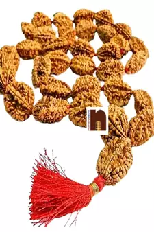 2 Mukhi Rudraksha Beads Kantha Mala (Big Beads) (33+1) 34 Beads (1 Pc)