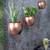 Hanging Copper Hammered Apple Planter Set of 3