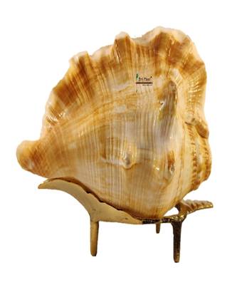 Natural Blowing Panch mukhi shankh for Pooja Conch Shell with Brass Stand Yellow (4 inch) 1