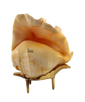 Natural Blowing Panch mukhi shankh for Pooja Conch Shell with Brass Stand Yellow (4 inch) 2