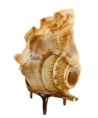 Natural Blowing Panch mukhi shankh for Pooja Conch Shell with Brass Stand Yellow (4 inch) 3
