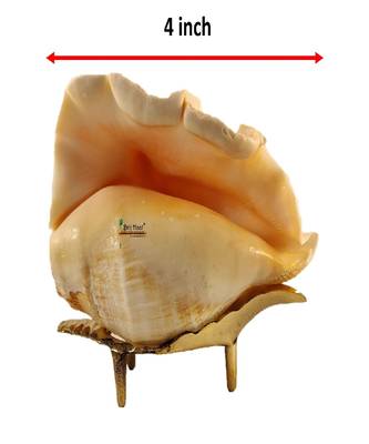 Natural Blowing Panch mukhi shankh for Pooja Conch Shell with Brass Stand Yellow (4 inch) 4