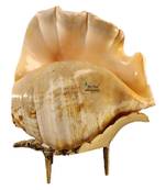 Natural Blowing Panch mukhi shankh for Pooja Conch Shell with Brass Stand Yellow (5 inch)