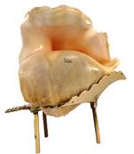 Natural Blowing Panch mukhi shankh for Pooja Conch Shell with Brass Stand Yellow (6 inch)