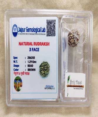 Certified rudraksha Bead with lab Tested Certificate (3 mukhi) 1