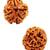 Certified rudraksha Bead with lab Tested Certificate (3 mukhi)
