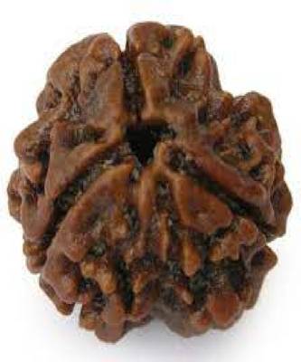 Certified rudraksha Bead with lab Tested Certificate (3 mukhi) 3