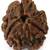 Certified rudraksha Bead with lab Tested Certificate (3 mukhi)