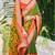 Green brasso patola saree with blouse