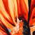 SEJ by Nisha Gupta Floral Premium 16 by 16 cushion covers (Set of 2)