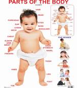 Parts of The Body Reference Educational Wall Chart by Dreamland Publications 9788184510478