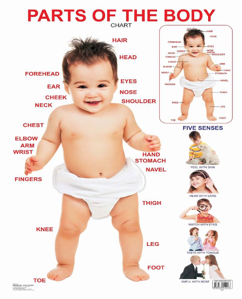 Parts of The Body Reference Educational Wall Chart by Dreamland Publications 9788184510478