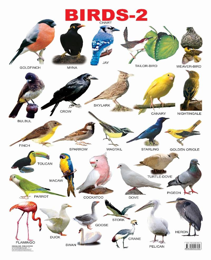 Birds2 Reference Educational Wall Chart by Dreamland Publications ...