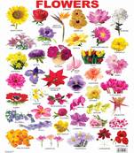 Flower Reference Educational Wall Chart by Dreamland Publications 9788184513547