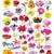 Flower Reference Educational Wall Chart by Dreamland Publications 9788184513547