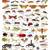 Insect Reference Educational Wall Chart by Dreamland Publications 9788184513585