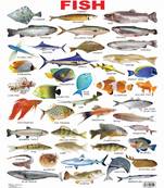 Fish Reference Educational Wall Chart by Dreamland Publications 9788184513554