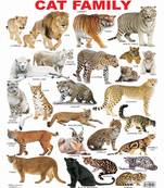 Cat Family Chart Reference Educational Wall Chart by Dreamland Publications 9788184513592