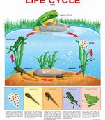 Life Cycle Chart Reference Educational Wall Chart by Dreamland Publications 9788184519198