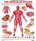 The Muscular System Reference Educational Wall Chart by Dreamland Publications 9788184511239