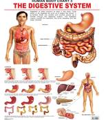 The Digestive System Reference Educational Wall Chart by Dreamland Publications 9788184511246