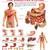 The Digestive System Reference Educational Wall Chart by Dreamland Publications 9788184511246