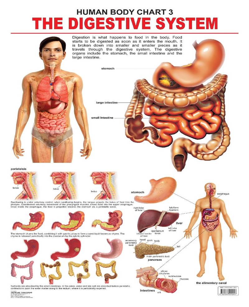 The Digestive System Reference Educational Wall Chart by Dreamland Publications 9788184511246